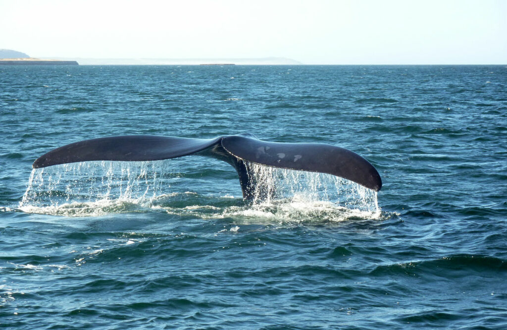 southern right whale