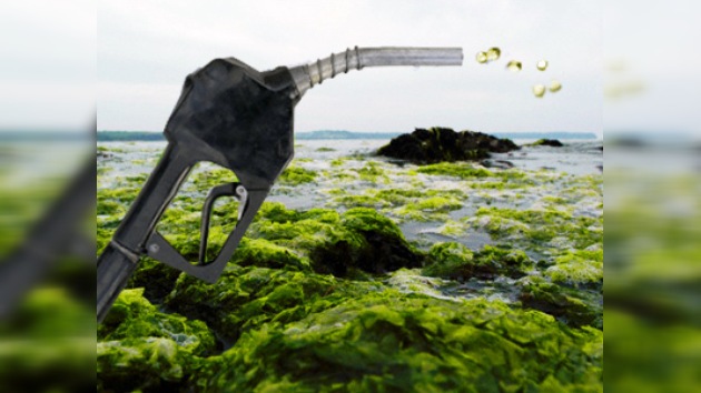 biocombustible de algas, algas, carbono, cambio climático, petróleo, hidroponía