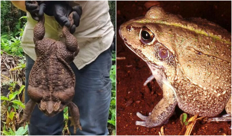 The world's largest frog has emerged in Australia

