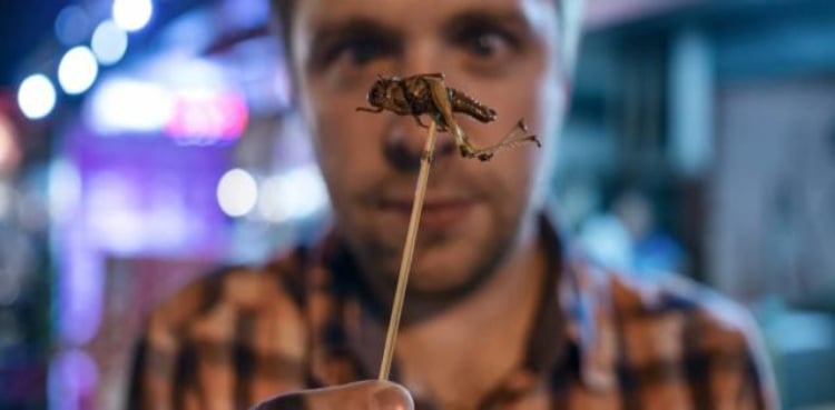 Two new insects introduced as part of human diet in Europe
