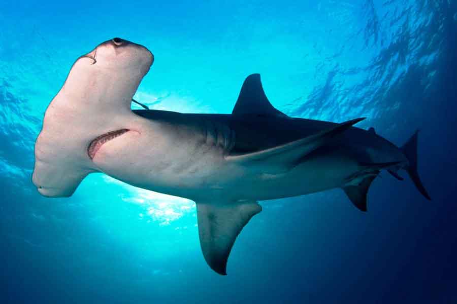 tiburón martillo, perro, Bahamas, turistas