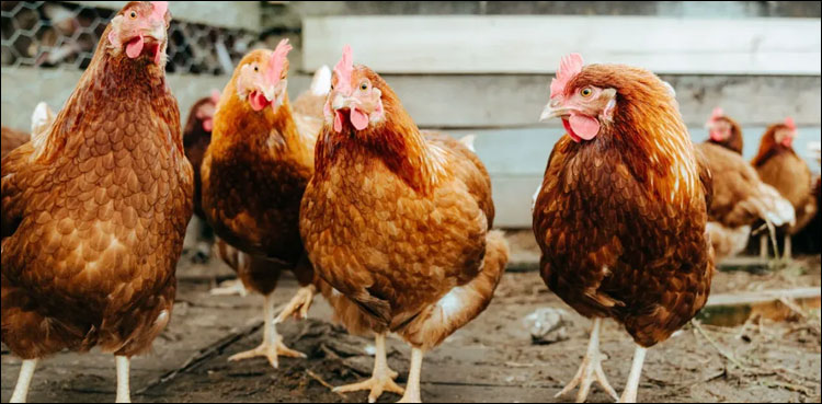 As bird flu spreads around the world, experts sound the alarm
