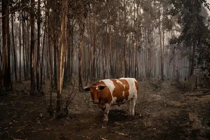 Chile, incendios forestales causan más de 26 muertes
