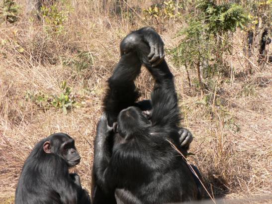 Chimpanzees also have 'influencers' that they imitate to take care of themselves.

