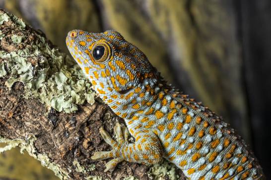 Geckos are able to recognize their own scent 


