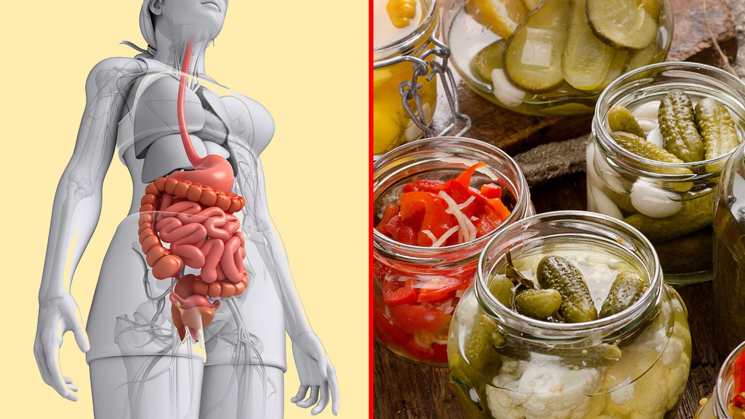 salud intestinal, probióticos, prebióticos, fermentados, lactobacilos, bacterias, parásitos, fibra, estrés, obesidad