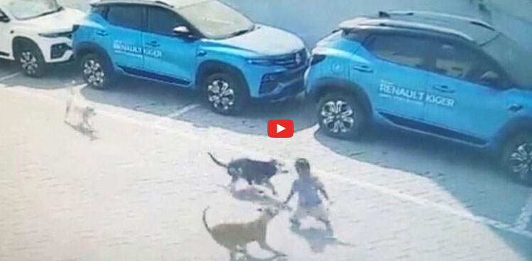 Stray dogs mauled the young child to death
