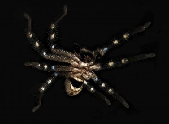 Three harmless spider species discovered in Australia's alpine region

