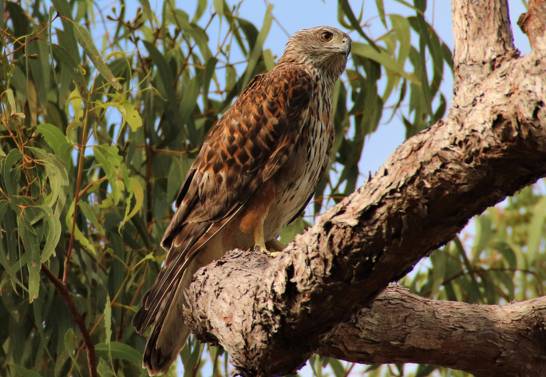 Australia's most extraordinary bird, about to disappear

