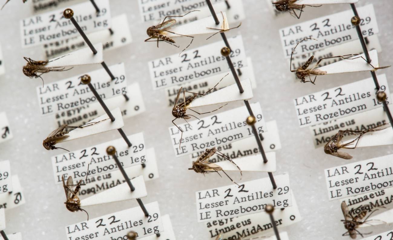 mosquito specimens