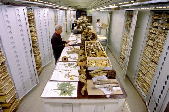 Museums around the world call for a global natural history collection

