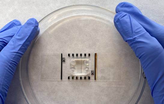 The blood-brain barrier on a chip to study drugs against Alzheimer's disease


