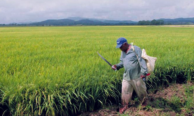 Agricultura inicia plan para apoyar la agropecuaria