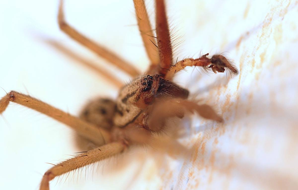 Deadly spiders have found shelter in Australian swimming pools
