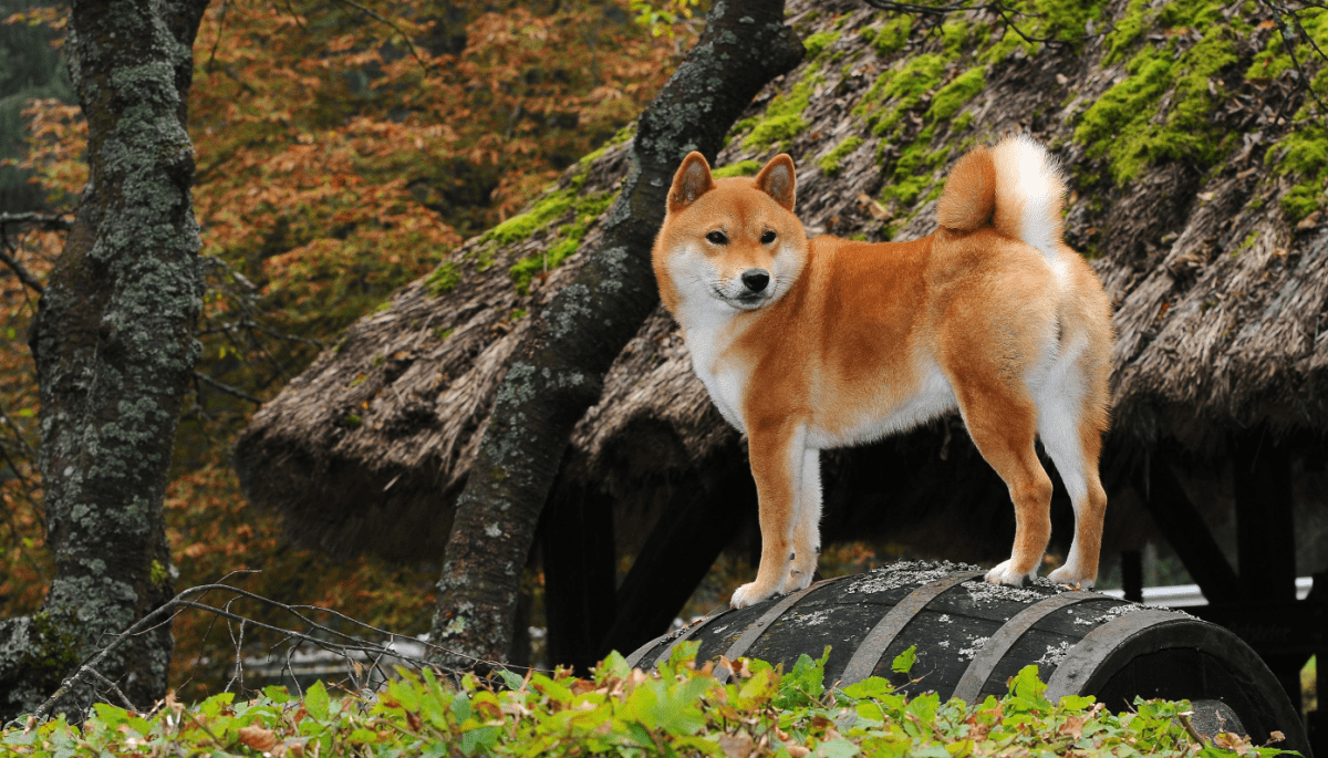 Dogecoin fans organize trip to visit famous Shiba Inu dog
