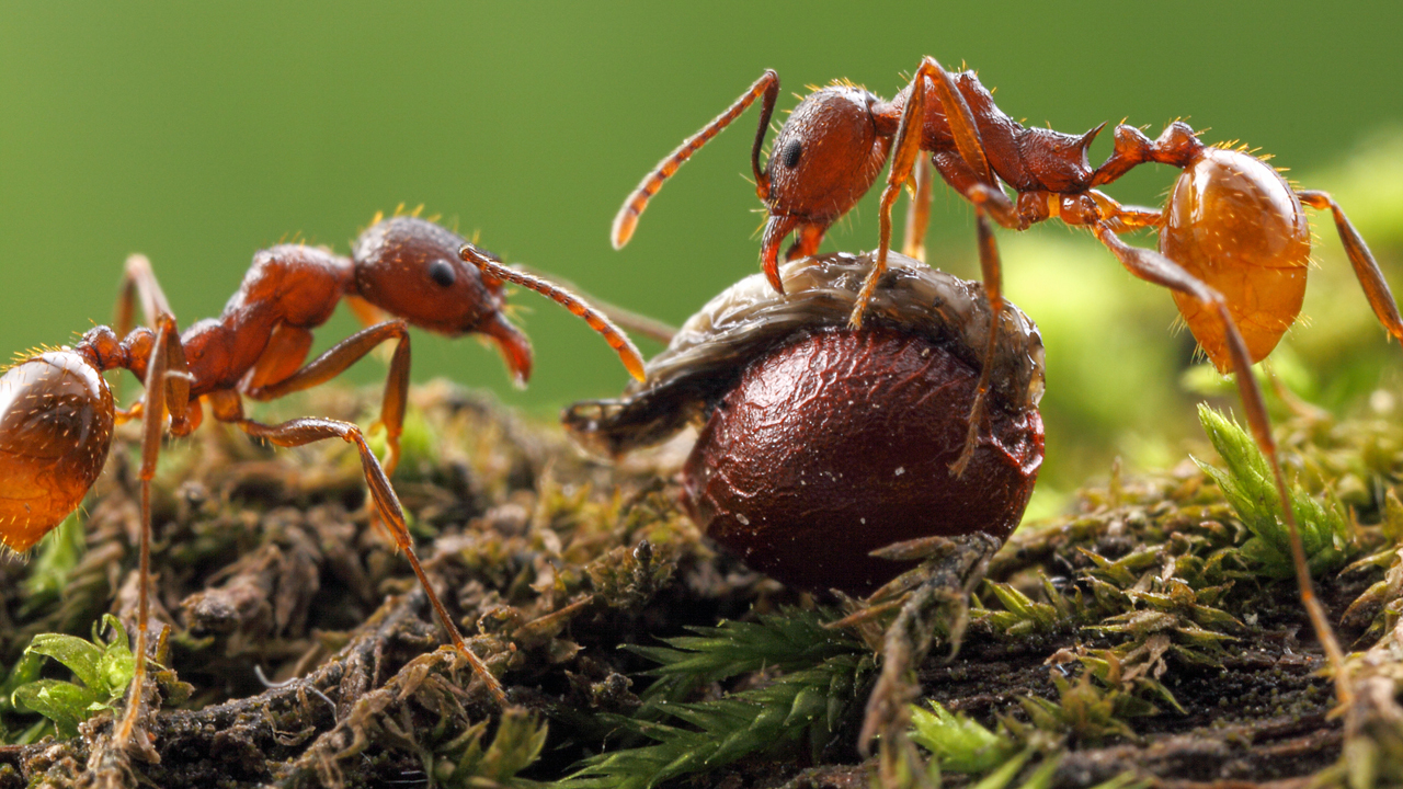 hormigas del bosque, mutualismo, bosques primarios, dispersión de semillas, biodiversidad