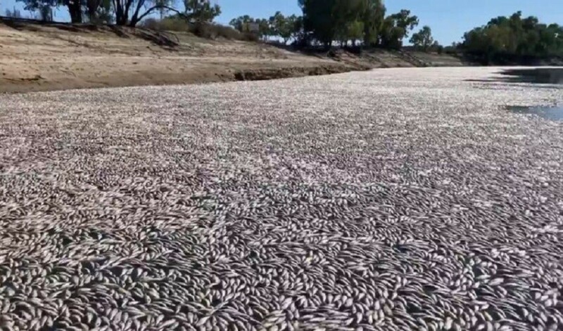 Millions of fish died in Australia due to lack of water and extreme heat
