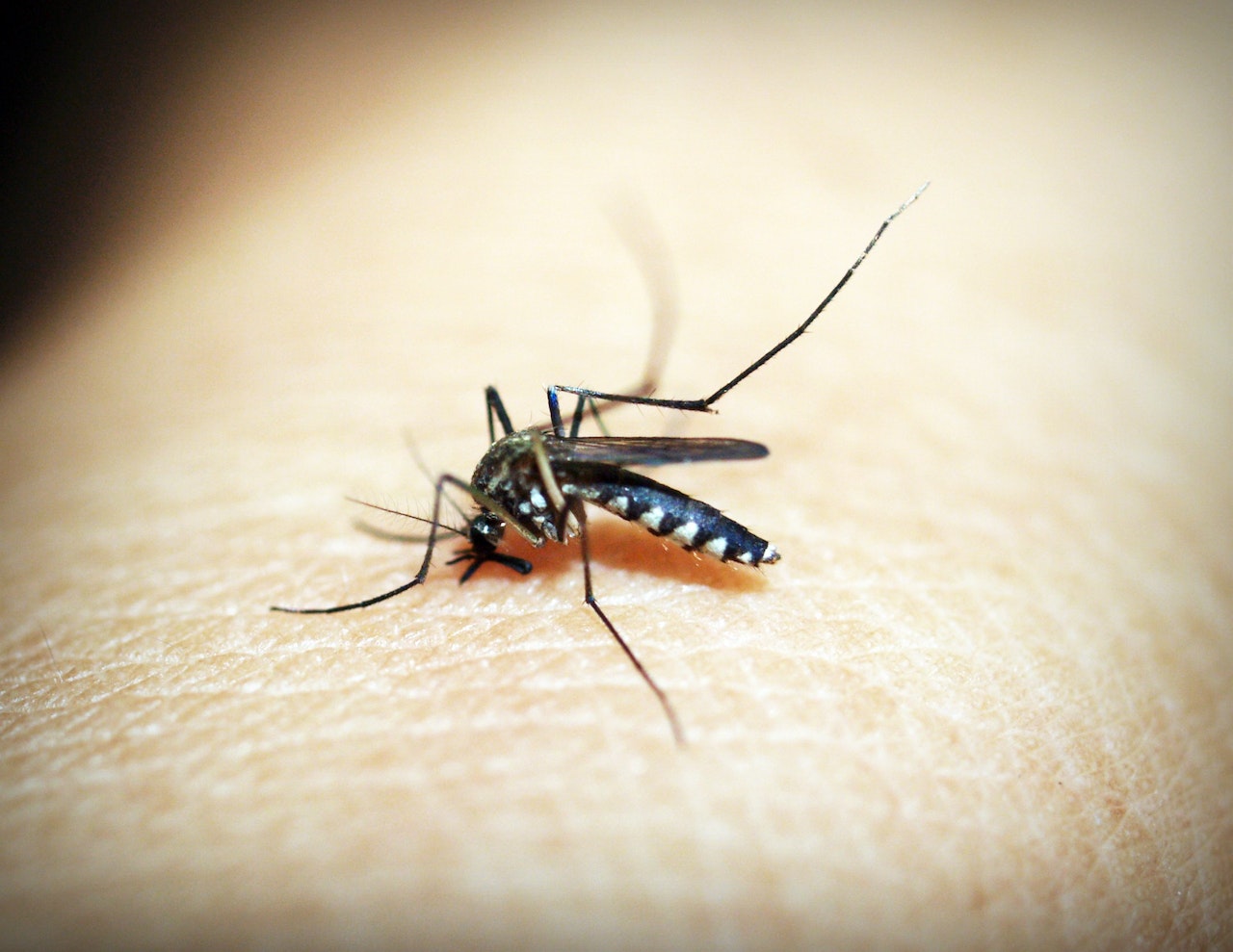 Mosquito sperm, the key to ending its menace

