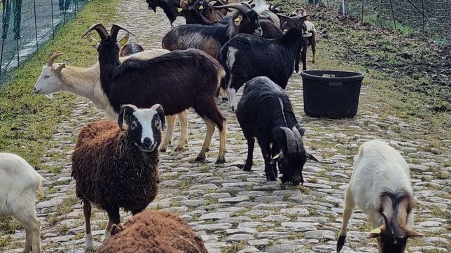 Sheep and goats to prepare the cobblestones of Paris-Roubaix
