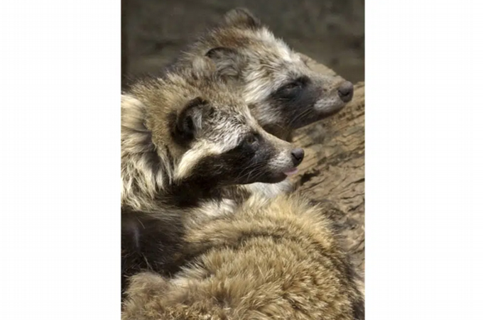 Study points to raccoon dogs in the Chinese market as the 