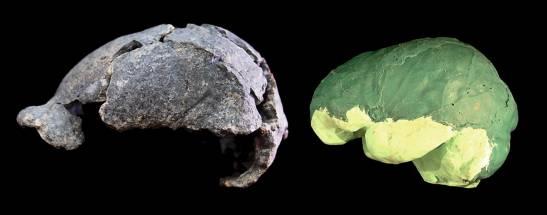They describe the brain morphology of a 'Homo erectus', which does not differ much from that of humans

