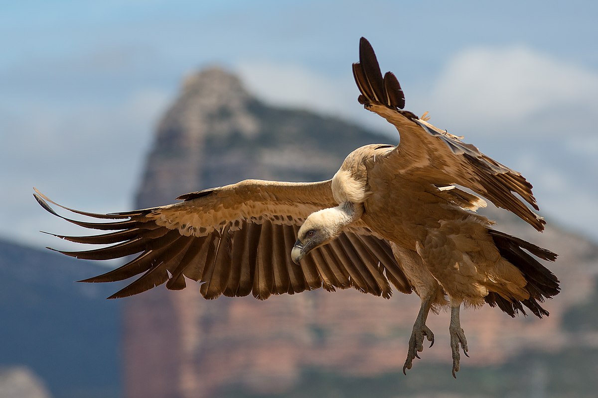 Science Trips - The best places to watch vultures in Spain

