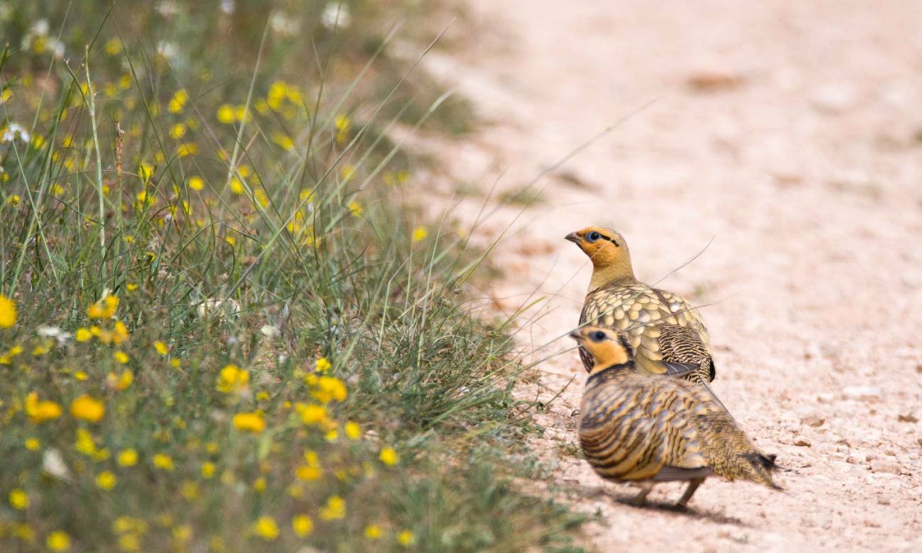 Two Iberian bargains