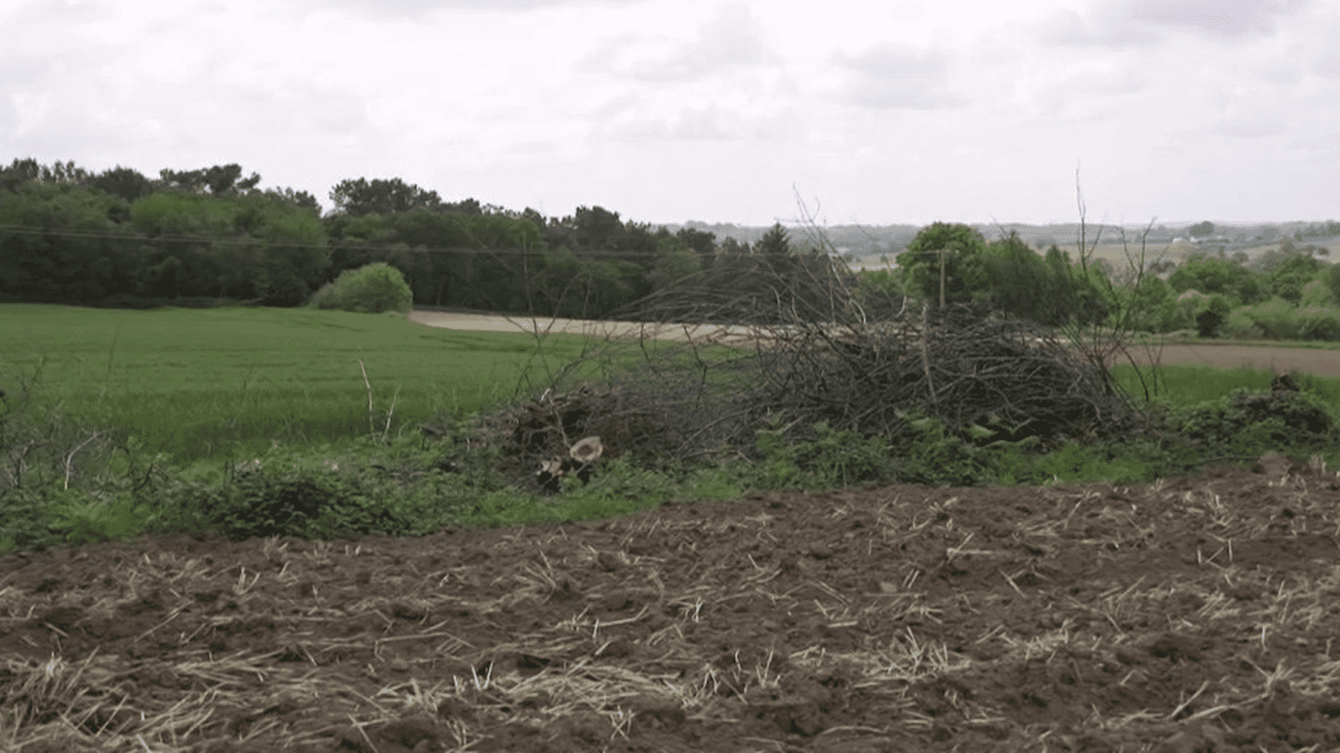 Biodiversity: farmers in a hurry to preserve hedgerows
