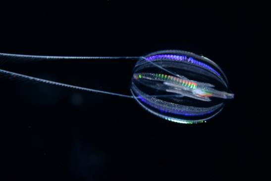 Comb jellies were the first animals on Earth.

