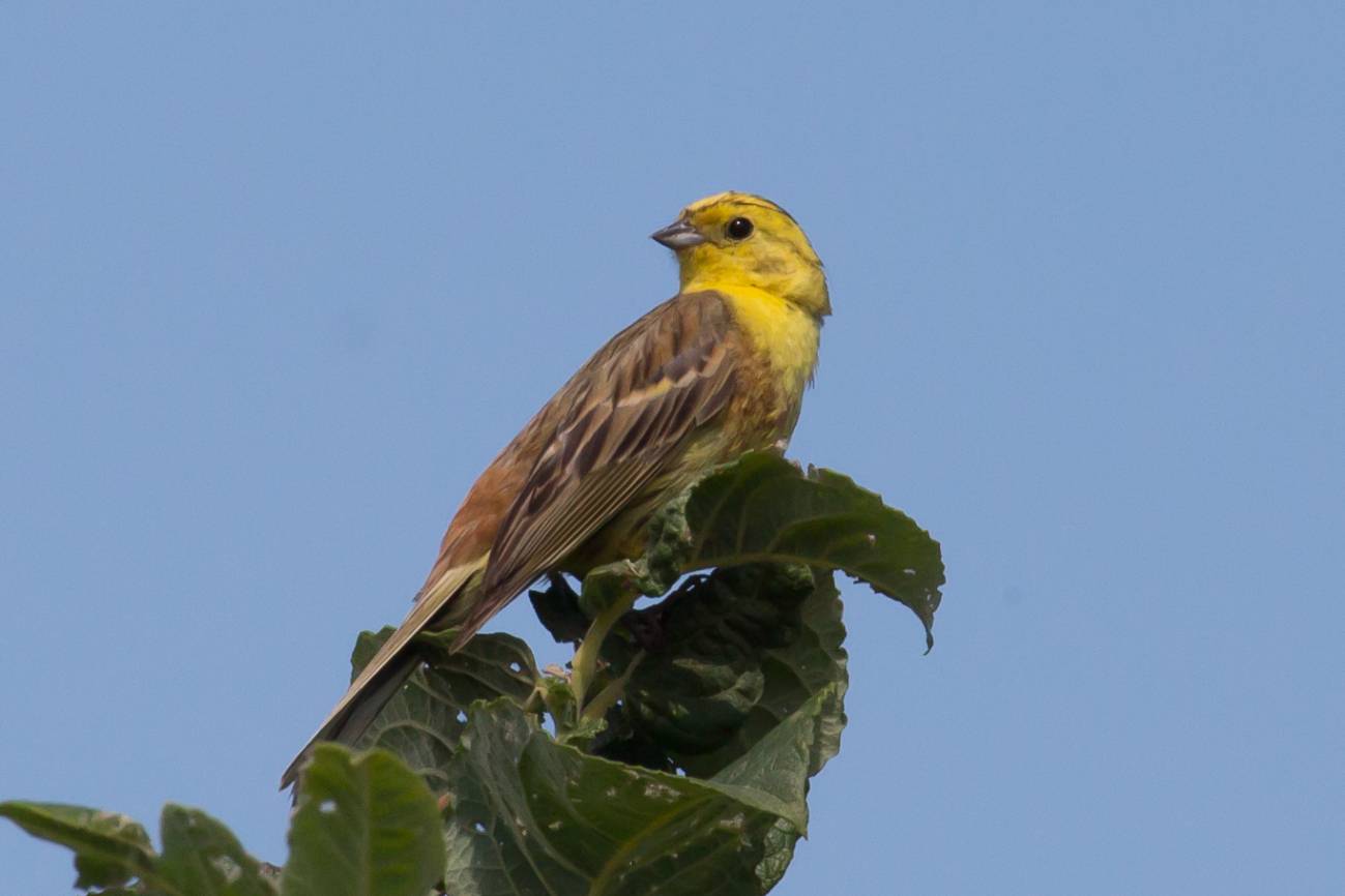 Emberiza citrinella