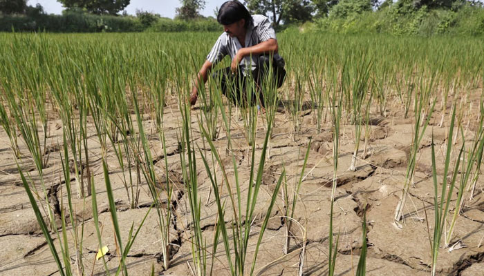 Paddy fields have dried up in India's Ahmedabad due to lack of rain  
