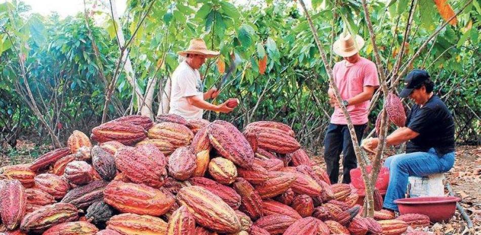 The Dominican Republic will lead the Council of the International Cocoa Organization
