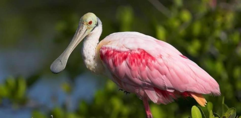 The pink pelicans return to the lagoons of Rio de Janeiro and hope arises
