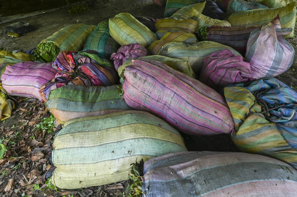 Bags with coca leaves in a coca paste laboratory near the municipality of Olaya Herrera, department of Nariño, Colombia