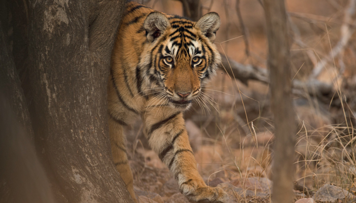Tigers reduce carbon emissions
