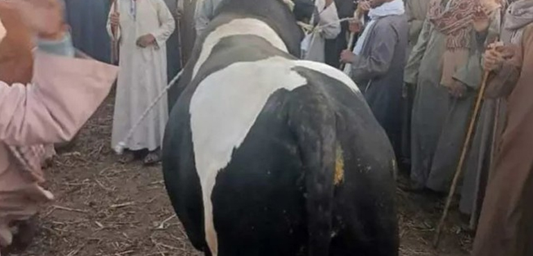What is the most expensive and heaviest bull in Egypt, food?
