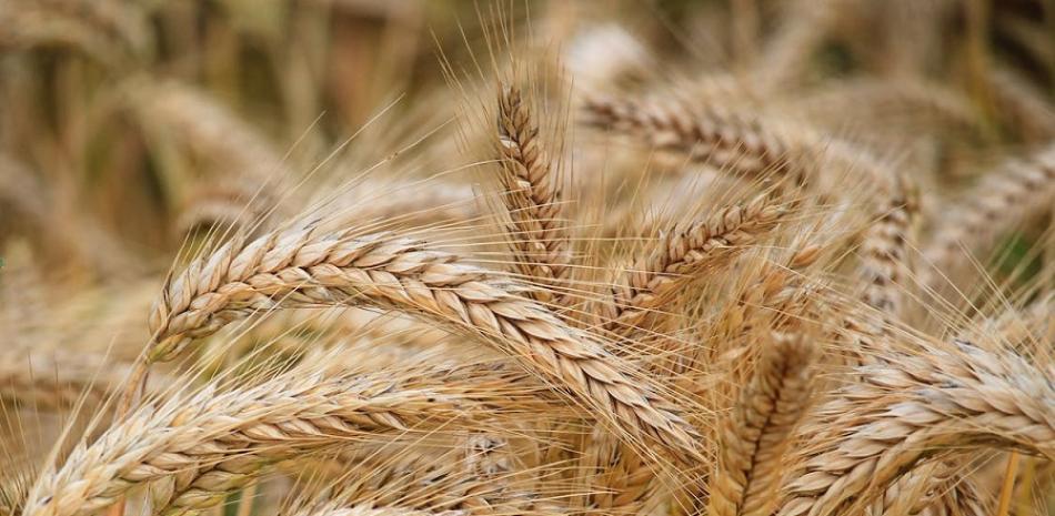 European Union authorizes extension of restrictions on imports of Ukrainian grain until September

