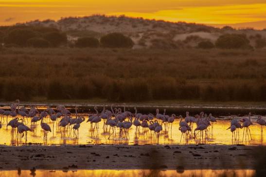 European scientists warn of the urgency of conserving Doñana in the face of the new irrigation law

