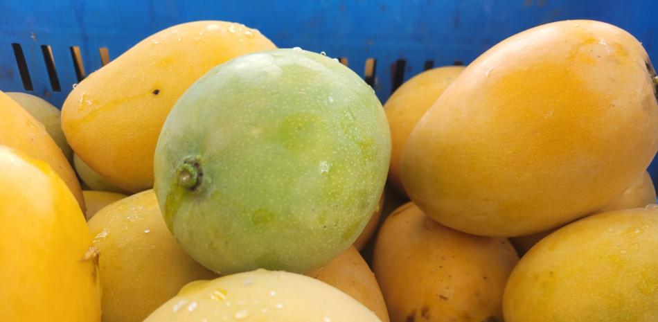 Exports and growth of the mango market in the country
