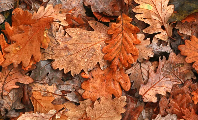 hojas secas, otoño, calefacción, energías alternativas, metano, compostaje, electricidad