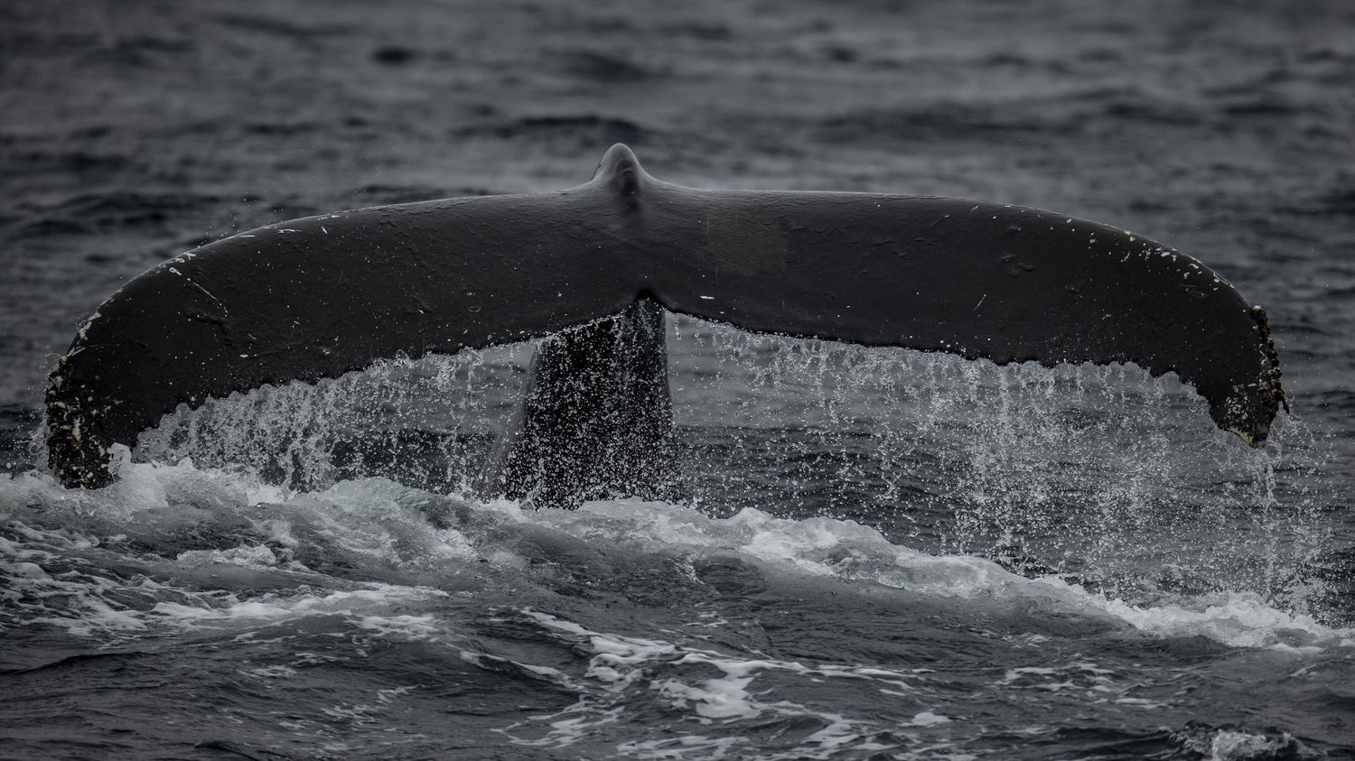 Norway: a controversial research project on whales suspended after the drowning of a cetacean
