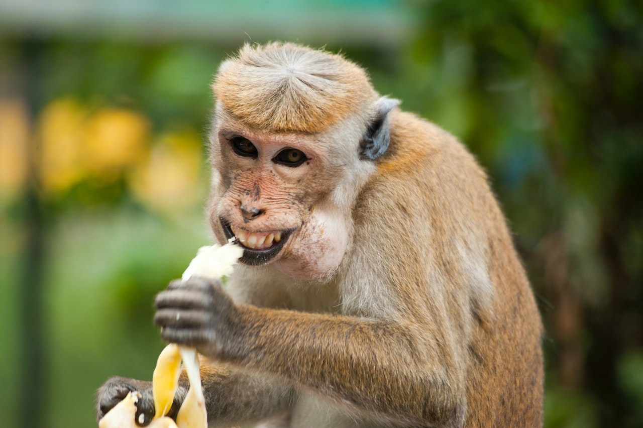 Primate DNA reveals applications for human health

