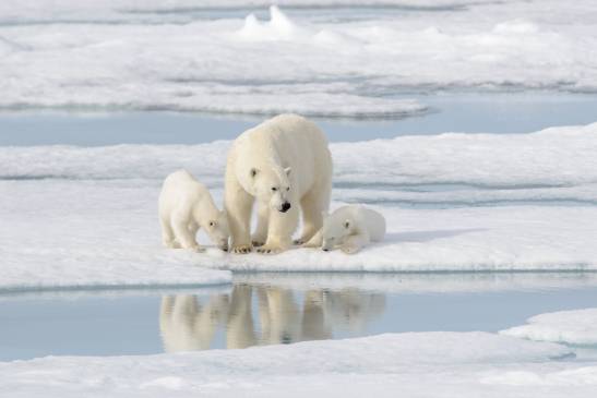 The Arctic will run out of summer sea ice by the 2030s

