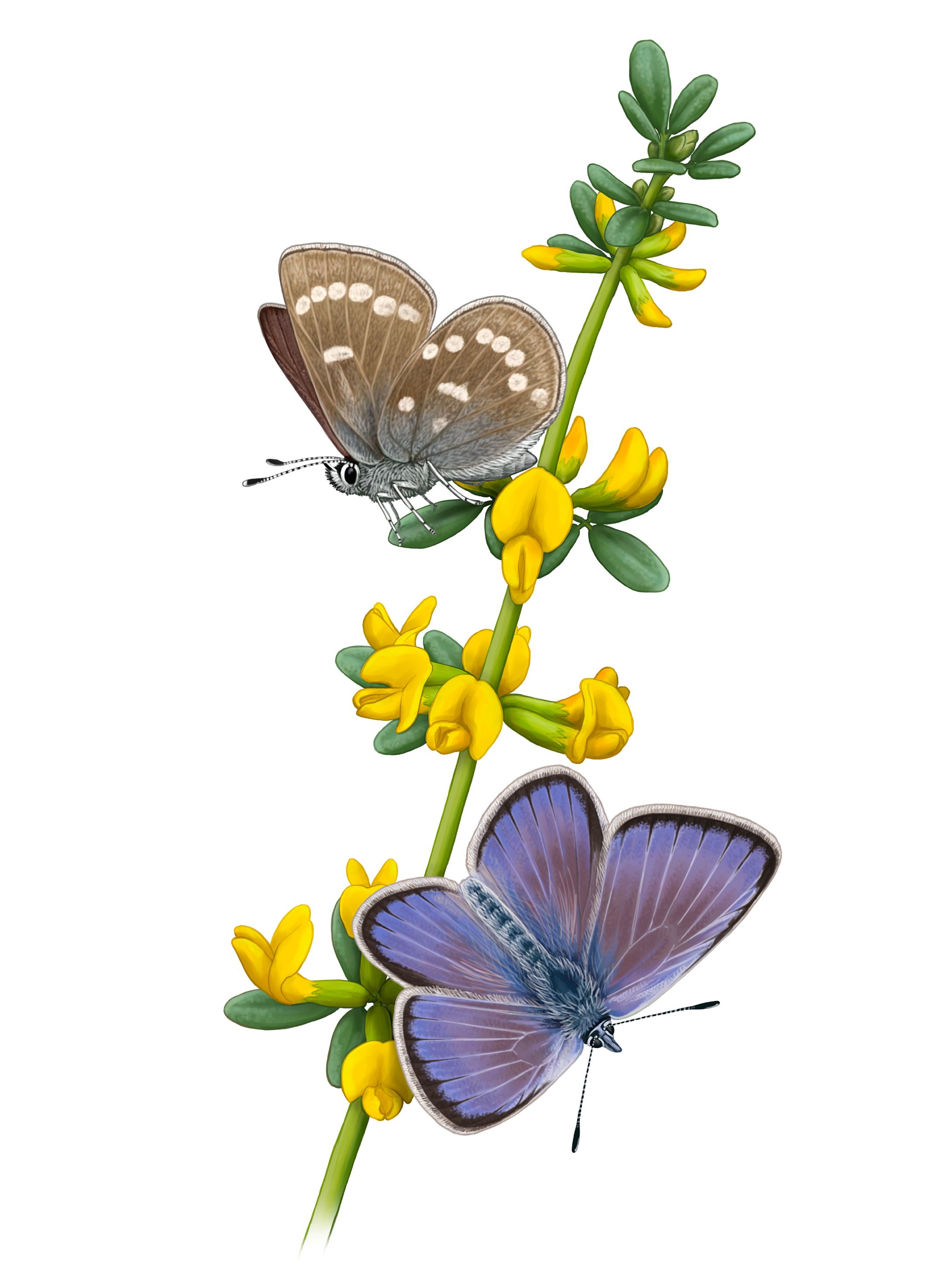 Sequencing the genome of a butterfly whose extinction was caused