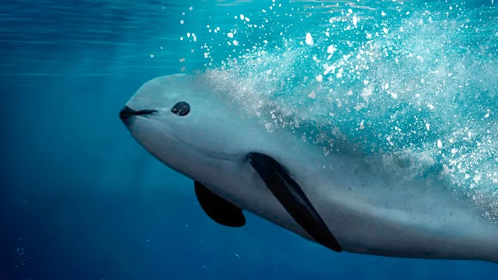 vaquita marina, peligro de extinción, cetáceos, animales en peligro, fauna marina