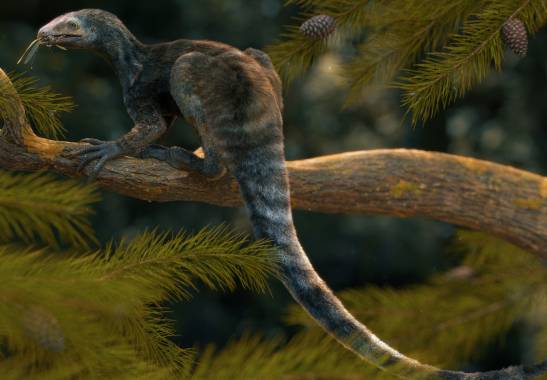 A small extinct reptile shows that dinosaurs and pterosaurs evolved from different ancestors

