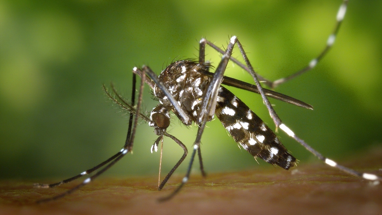 An unusual outbreak of the Nile virus in Colorado (USA) claims at least five lives

