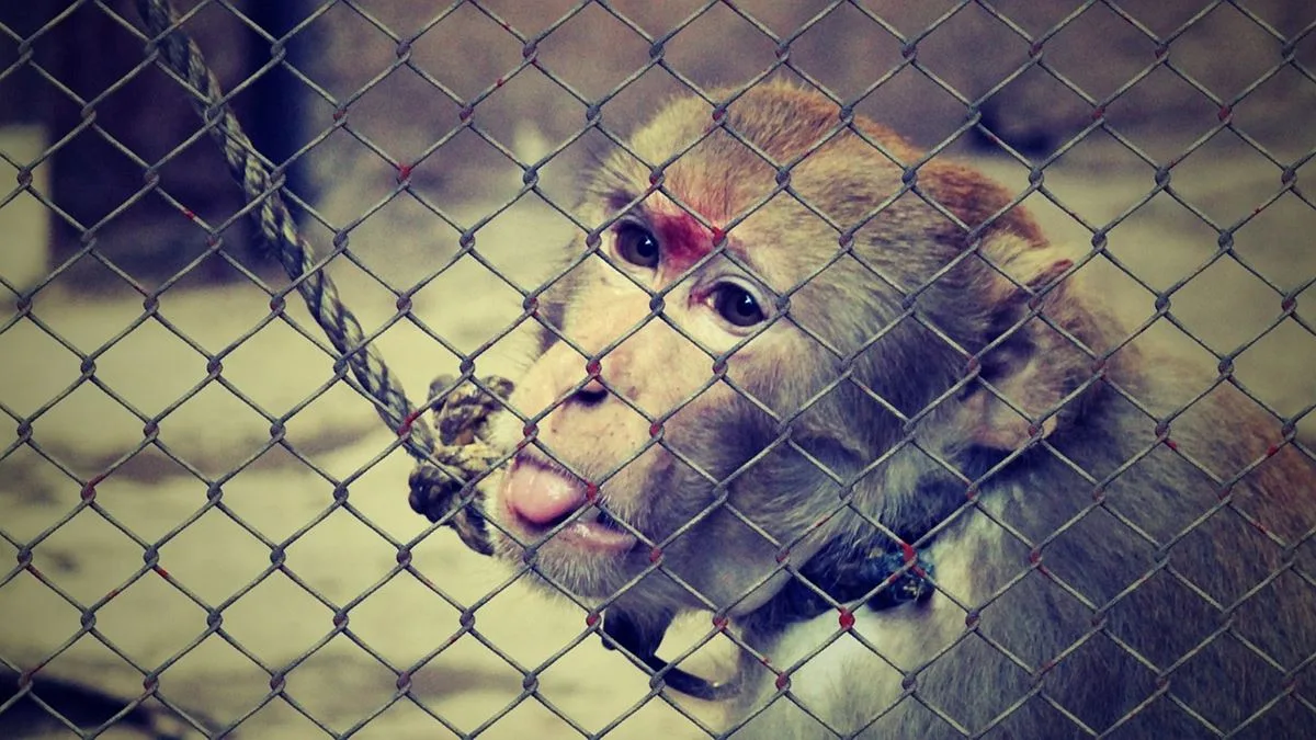 crueldad animal mono atado jaula