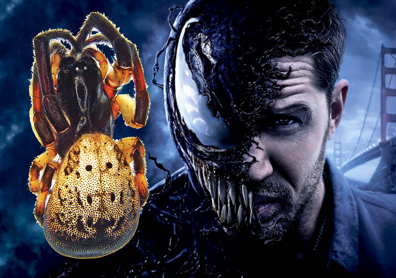 The Tom Hardy spider, a new species named after the Marvel character Venom

