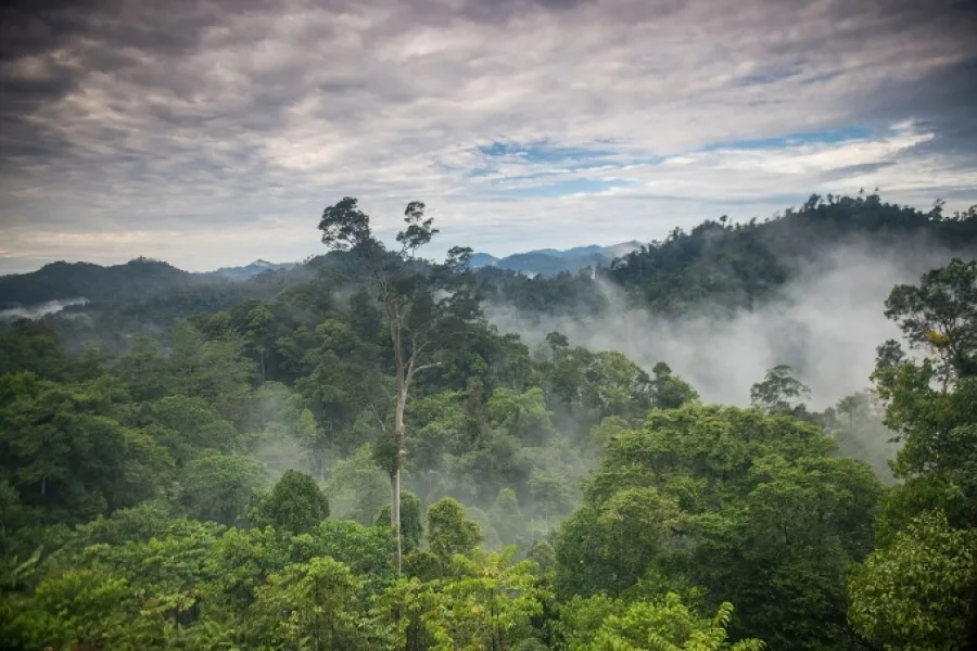 bosque amazónico